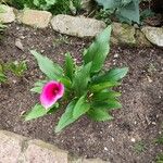 Zantedeschia rehmannii Leaf