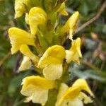 Pedicularis ascendens Flower