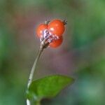 Geophila repens Frucht