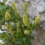 Salix waldsteiniana Other