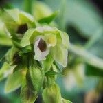 Epipactis rhodanensis Квітка