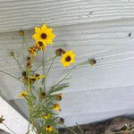 Coreopsis leavenworthii Flor