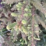 Picea rubens পাতা
