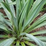 Beschorneria yuccoides 葉