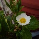 Fragaria x ananassa autre