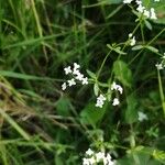 Galium uliginosum Flower