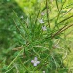 Epilobium parviflorumപുഷ്പം