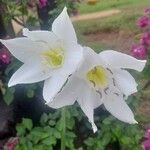 Urceolina × grandiflora Cvet
