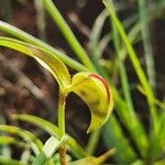 Commelina reptans മറ്റ്