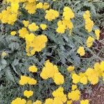 Achillea clypeolata Hábitos