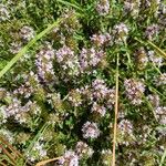 Thymus pulegioides L.Žiedas