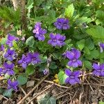 Viola riviniana Flower