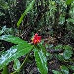 Costus curvibracteatus Flower