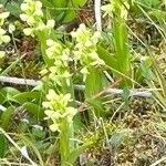 Platanthera hyperborea Floare