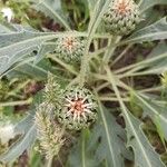 Cirsium canum Blatt