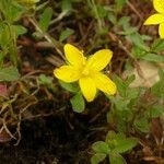 Hypericum humifusum Blodyn