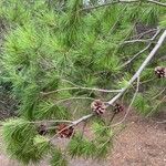 Pinus halepensis फल