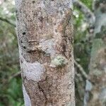 Maillardia borbonica 樹皮