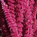 Amaranthus caudatus Цвят