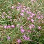 Centaurium tenuiflorum花