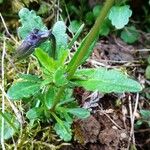 Viola lutea 葉