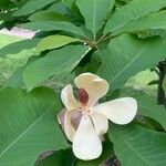 Magnolia obovata Kvet