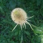 Dipsacus fullonumBlomst