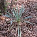 Yucca pallida Hábito