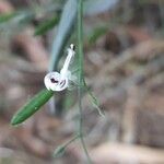 Andrographis paniculata Kvet
