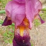 Iris germanica Blüte
