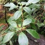 Fuchsia corymbiflora 葉