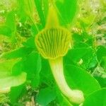 Aristolochia fontanesii 花
