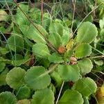 Saxifraga umbrosa Folla