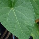 Ipomoea purpurea Hoja