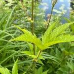 Filipendula rubra Folha