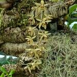 Dendrobium munificum Flor