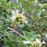 Abelia chinensis Flower