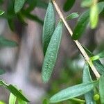 Melaleuca bracteata برگ