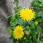 Sonchus oleraceusBlodyn