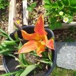 Tulipa kaufmanniana Flower