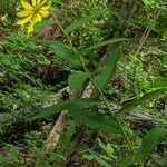 Silphium asteriscus عادت