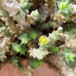 Euphorbia celata Flower