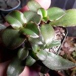 Crassula sarmentosa Leaf