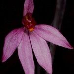 Caladenia catenata Blatt