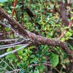 Gaultheria mucronata 树皮
