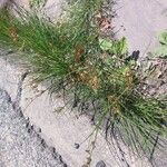 Juncus compressus Цвят