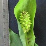 Spathiphyllum montanum Diğer