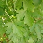 Ribes aureum Leaf