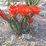 Echinocereus triglochidiatus Цветок