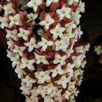 Hydrangea quercifolia Flower